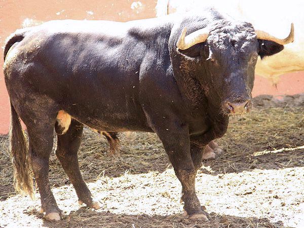 No. 68 Jos� Garfias