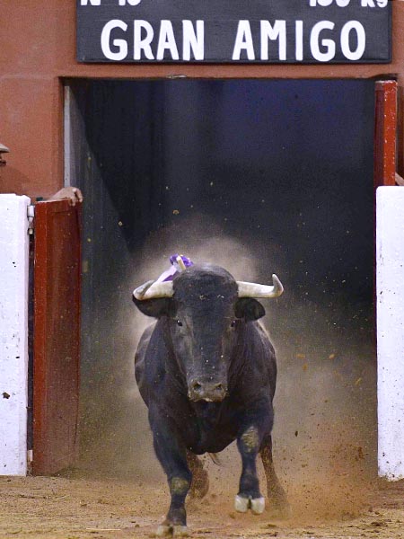 Salta a la arena el negro