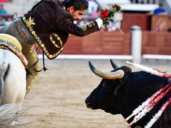 Una rosa al morrillo