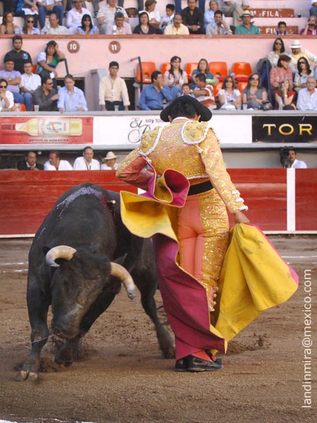 Ce�idas chicuelinas