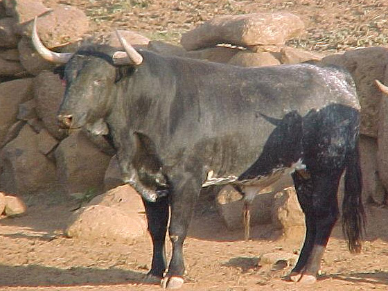 Espectacular arboladura