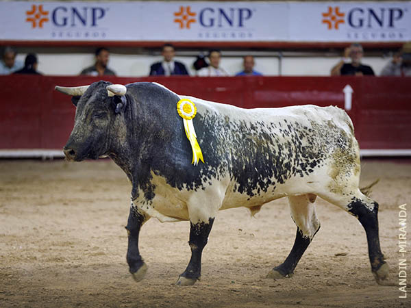 Pelo cl�sico de un 