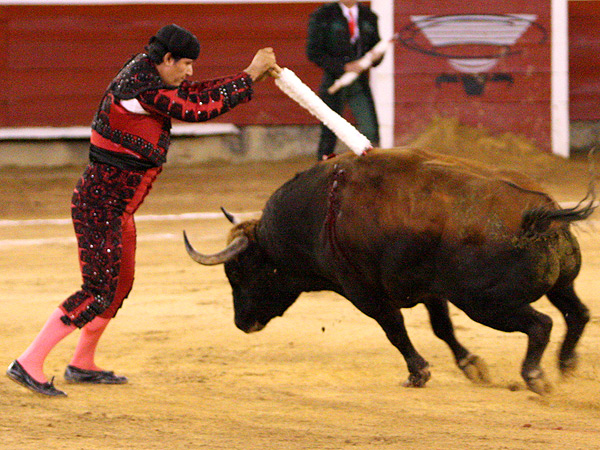 Chiricuto con las banderillas