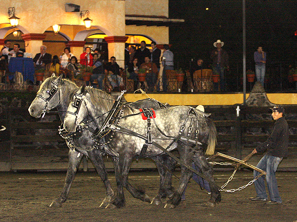 Los percherones de Marcial