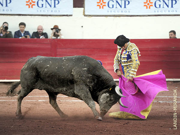 El toro que se encontr� con Alito