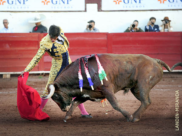 Muleta educada, con oficio