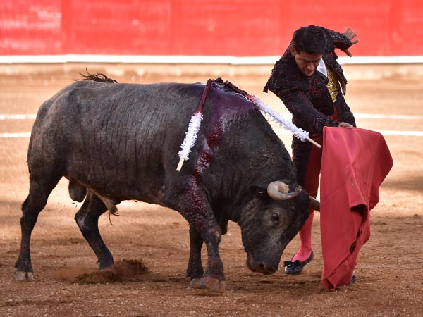 Faena estructurada y torera