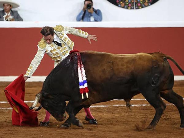 La enbestida del casta�o