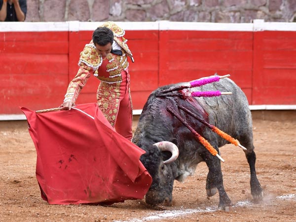 Obediencia a los toques de muleta