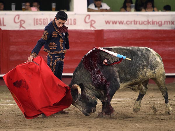 Tirando del berrendo