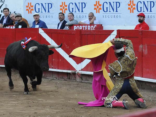 Larga de hinojos en el saludo