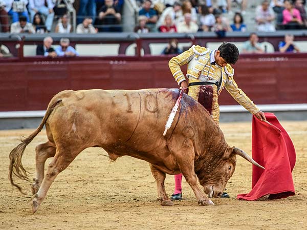 Osornio, torera y elegancia...