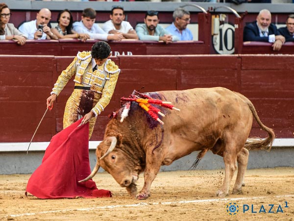 Ejemplar de bella lmina