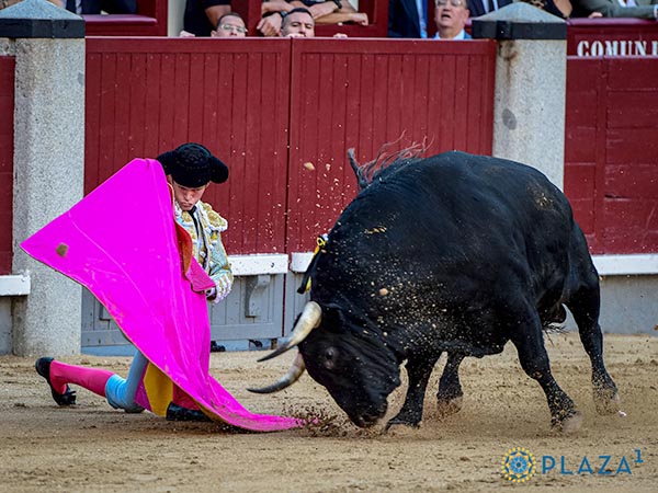 Saludo rodilla en tierra