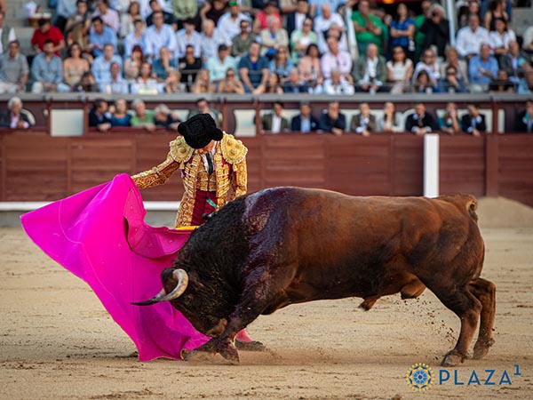 Serio y astifino castao