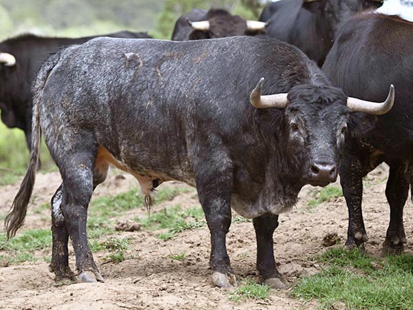 Novillo No. 95 (Tepetzala)