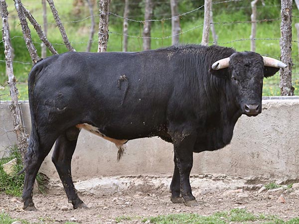 Novillo No. 9 (Tepetzala)