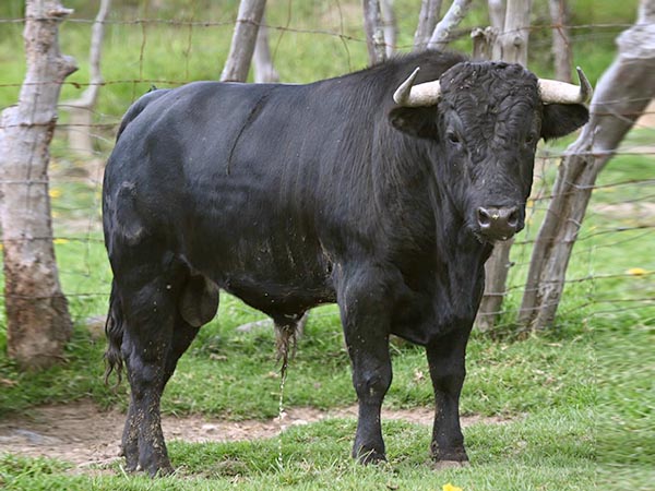 Novillo No. 1 (Tepetzala)