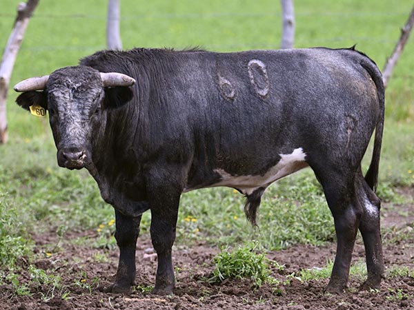 Novillo No. 60 (Atlanga)