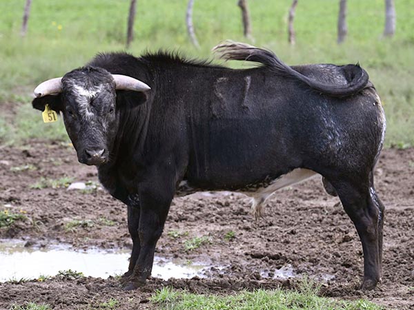 Novillo No. 51 (Atlanga)