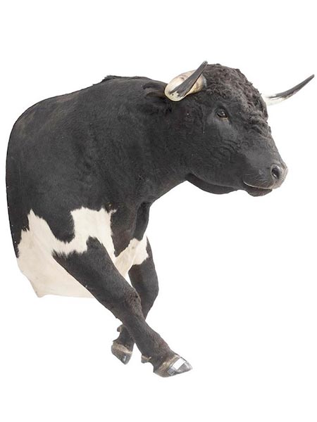 No. 117. Cabeza de toro, taxidermia