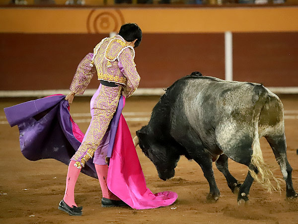 Buen novillo de Rancho Seco