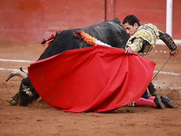 Gran novillo de Daro Gonzlez