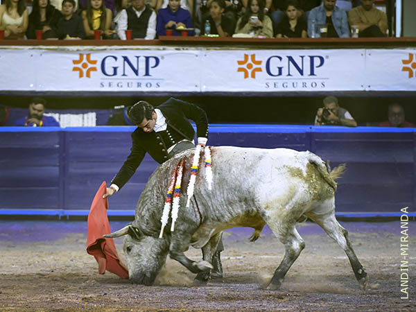 Un crdeno claro de Santa Ins