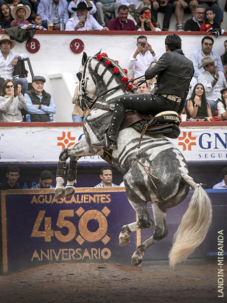 Excelente doma de sus corceles