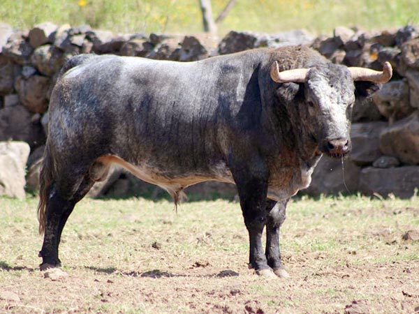 Los toros de La Concepción para Monterrey