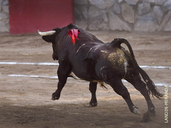 Divisa Medina Ibarra