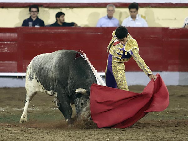 Intensa faena al berrendo