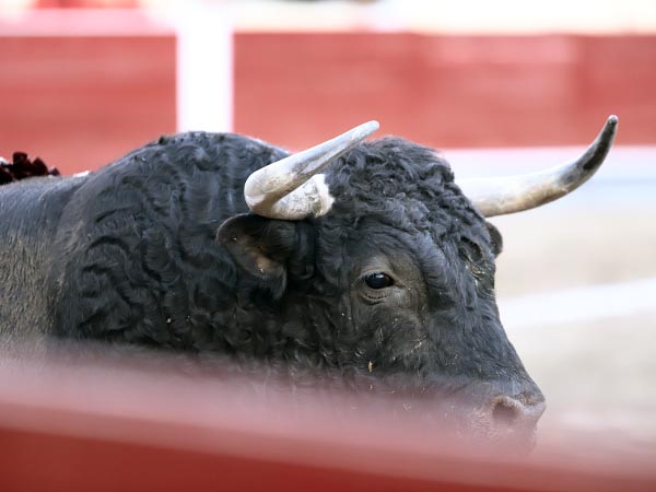 Salta a la arena el primero de la tarde