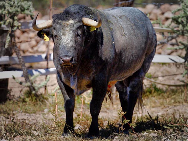 Los toros de Fermín para su encerrona