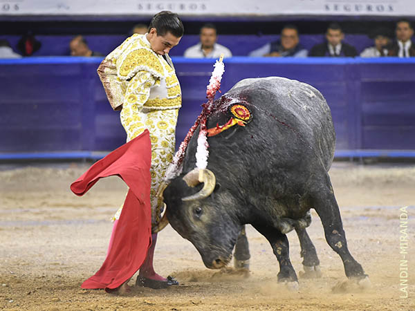 Lucido por ambos pitones