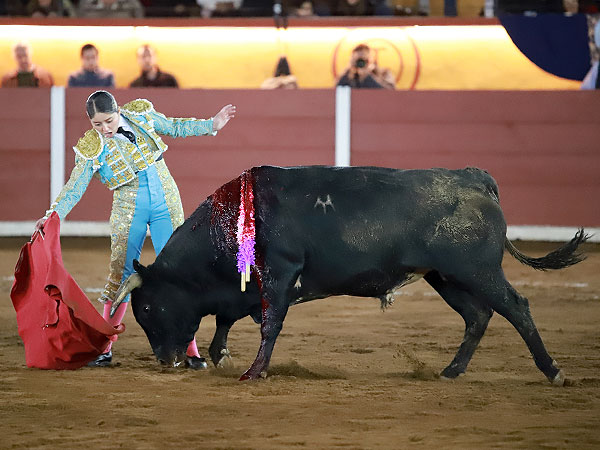 Buen Novillo de Daro Gonzlez