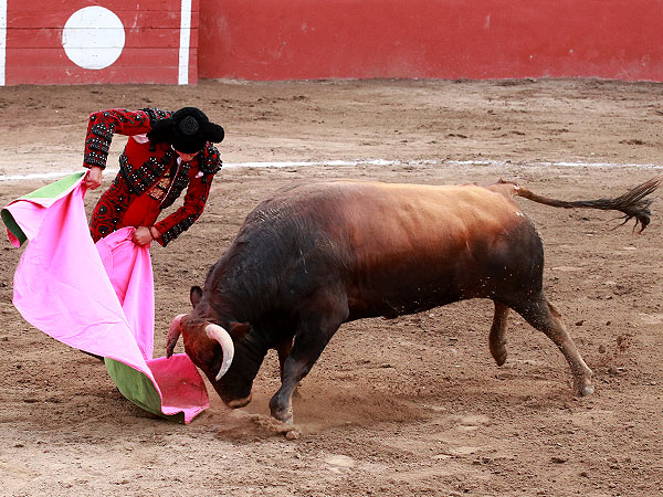 Palomo con el cuarto