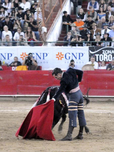 Obediente a la muleta de Alfredo