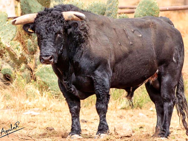 Rese�an los de Torre�n de Ca�as en Apizaco