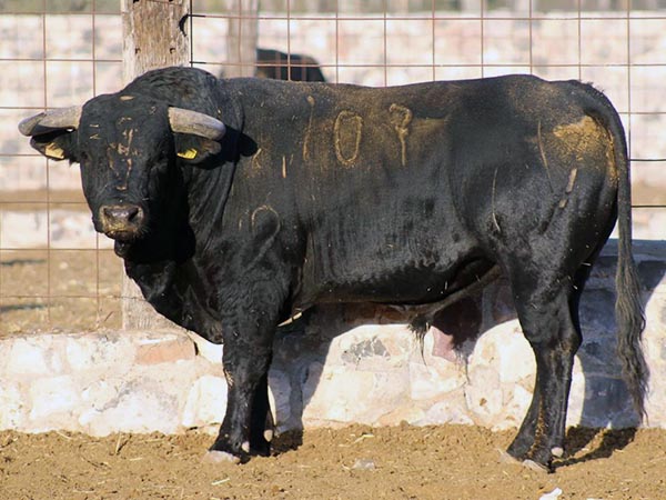Los de Fernando Lomel&iacute; para Autl&aacute;n