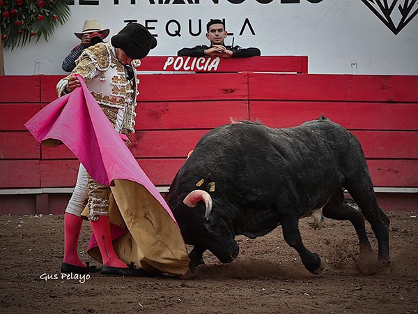 Jaleado en los primeros lances