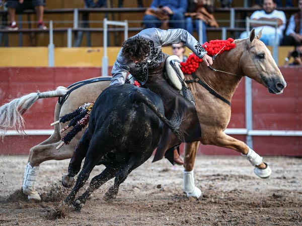 Despante de caballista