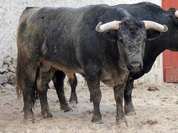 Los toros de Bernaldo de Quir&oacute;s para Motul
