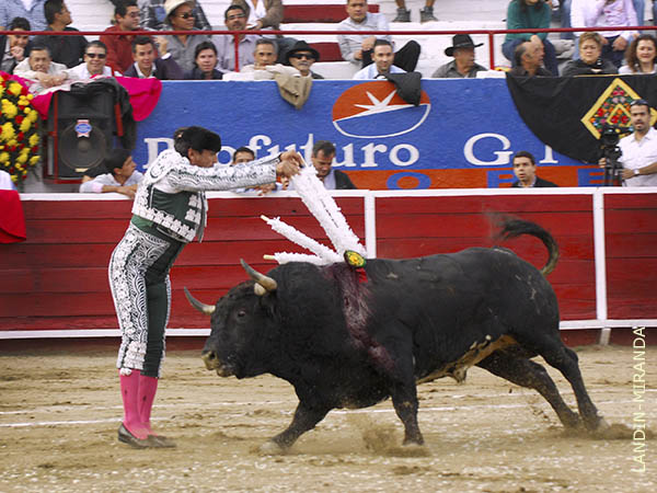 Una flor blanca en el morrillo