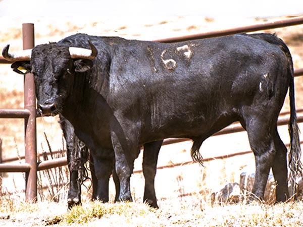 Toros de Torre&oacute;n de Ca&ntilde;as para Xalostoc