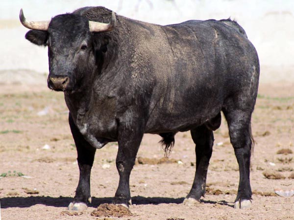 Rese&ntilde;an el primer encierro para Autl&aacute;n