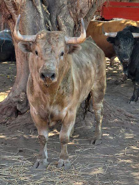 Jabonero para Autl�n