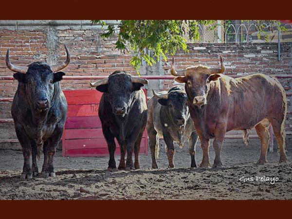 Cuatro en la corraleta