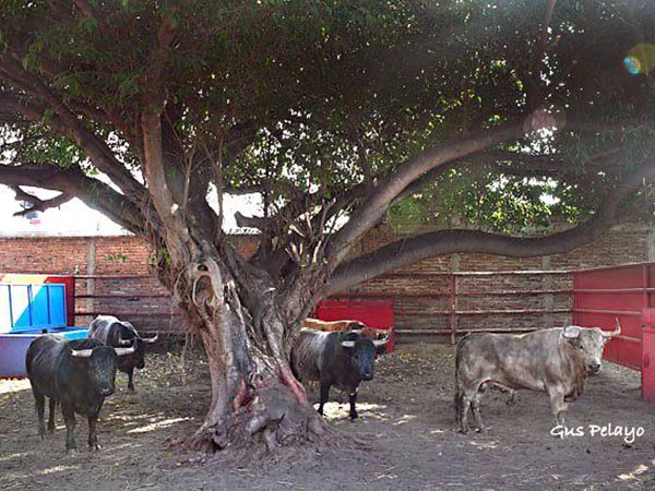 Bajo la sombra del laurel de la India