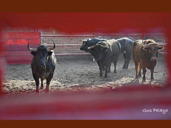 El encierro a trav�s de la mirilla